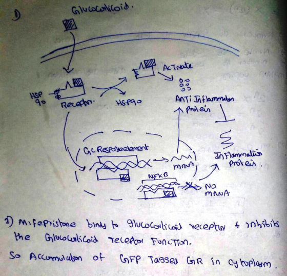 Glucoeilicoid. 18 Activate Recephrt. Hepgo Anti Inflammation A protein 1 GC Responseelement re m l MRNA, In Flammation a prot