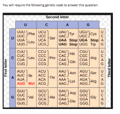 You will require the following genetic code to answer this question. Second letter с A G U UUU UUC UUA UUG E}Tyr U Phe }Leu U