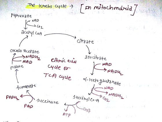 NAD ace CoA citrate Oxalo Acetate J3odhate NAD NAD malate fumanae