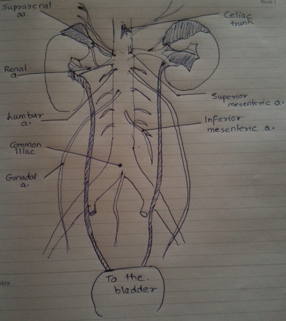 Suppaac pal Week 1 Celia trun Rena Superto mesenlertc a hum bar Inferior mesenteric a. Common liac Gonadal tes bladde