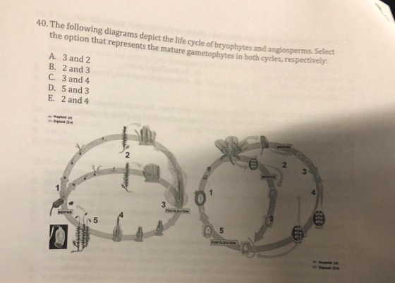 40. The following diagrams depict the life cycle of bryophytes and angiospe the option that represents the mature gametophyte