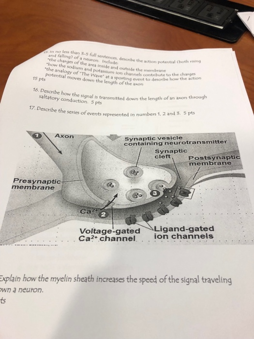 in no less than 3-5 full ser and falling) of a neuron Include the charges of the area inside and outside the membrane how the tec desbe the action potential Clhoth rsinag sodium and potassium ion channels contribue action to the charges 15 pts moves downthe tporting event to describe how the action 16. Describe how the signal saltatory conductioins s ranmitted down the length of an axon through signal is transmitted down the length of an axon through tra 17. Describe the series of events represented in nu mbers 1, 2 and 3. s pts Axon Synaptic vesicle containing neurotransmitter Synaptic Cleft Postsynaptic membrane Presynaptic membrane 3 Ca 2 Voltage-gated Ligand-gated Ca? channel. . ion channels xplain how the myelin sheath increases the speed of the signal traveling wn a neuron. ts