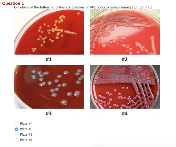 Question 1 On which of the following plates are colonies of Micrococcus luteus seen? [3 pt; L3; IL.C) #1 #3 #4 O Plate #4 O Plate #3 O Plate #2 O Plate #1
