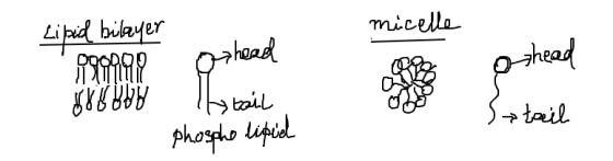 Lipid bilayer micelle DOODQ0 101N 99999179 othead othead brod lotail phospholipid Sataih