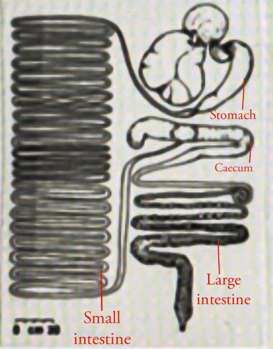 Stomach Caecum 11 NINI VI Large intestine 10 Small intestine