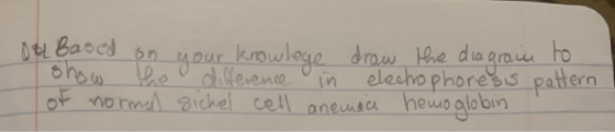 Odl Based on your knowlege drow the diagrain to show the difference in elechophoresis pattern of normen sichel cell aneuse he