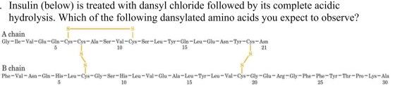 . Insulin (below) is treated with dansyl chloride followed by its complete acidic hydrolysis. Which of the following dansylat