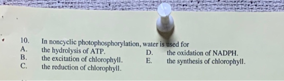 In noncyclic photophosphorylation, water is used for the hydrolysis of ATP. D. the oxidation of NADPH. the excitation of chlo