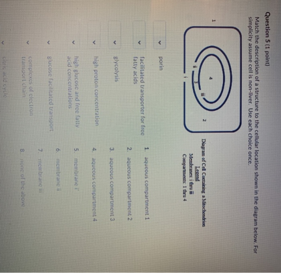 Question 5 (1 point) Match the description of a structure to the cellular location shown in the diagram below. For simplicity