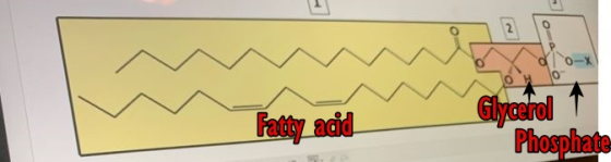Patty acid Glycerol Phosphate