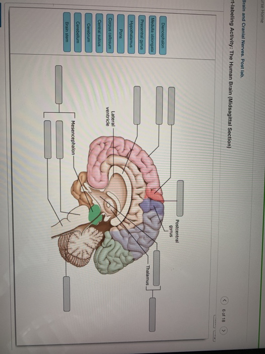 e Home ain and Cranial Nerves. Post lab. -labeling Activity: The Human Brain (Midsagittal Section) 6 of 18 > Postcentral gyru