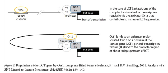 In the case of LCT (lactase), one of the many factors involved in transcription regulation is the activator Oct1 that contributes to increased LCT expression. Oct1 TA TFRNA LCT gene -13910 enhancer promoter Start of transcription Oct1 binds to an enhancer region located 13910 bp upstream of the lactase gene (LCT), general transcription Octl Coactivators ofactors (TF) bind to the promoter region Pol LCT gene at about 80 bp upstream of LCT Figure 6. Regulation of the LCT gene by Oct1. Image modified from: Schultheis, PJ. and B.V. Bowlling, 2011, Analysis of a SNP Linked to Lactase Persistence, BAMBED 39(2): 133-140.