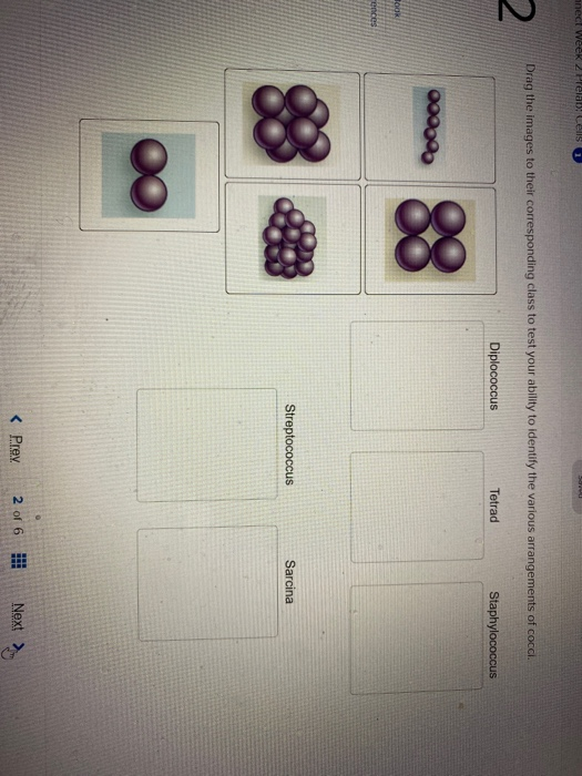 anect week 2 Prelats: CS Drag the images to their corresponding class to test your ability to identify the various arrangemen