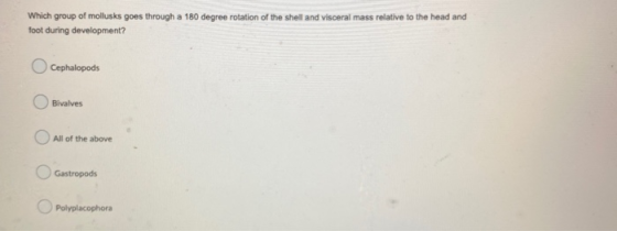 Which group of mollusks goes through a 180 degree rotation of the shell and visceral mass relative to the head and foot durin