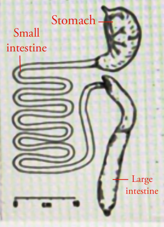 UNUT CUIU MU TIIN D UNIVIILIITTIILIT IUIIIIIIII III IIIIIIIIII IIIIIIIII 11 intestine Small Stomach TONUIUI intestine