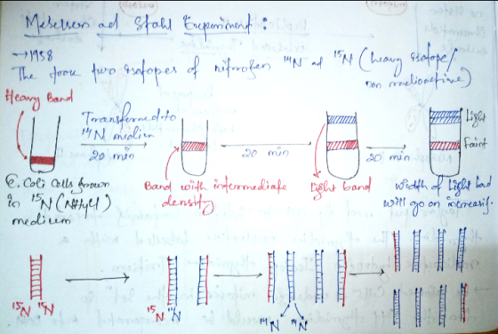Mesessen ad Stahl Experiment and 1958 The foon two asalopes of refroben Nad 151 (heavy esotope/ Heavy Band Don radioactive)