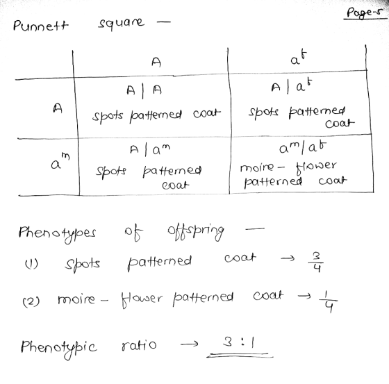 Punnett square AİA pots patened coapok pattermed coah A am amab Spots patened moire- yoer patterned coo Phenotyper o )pots pa