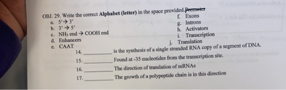 OBJ. 29. Write the correct Alphabet (letter) in the space provided. Prometer a. 5 3 f. Exons b. 3 → 5 g. Introns c. NH3 en