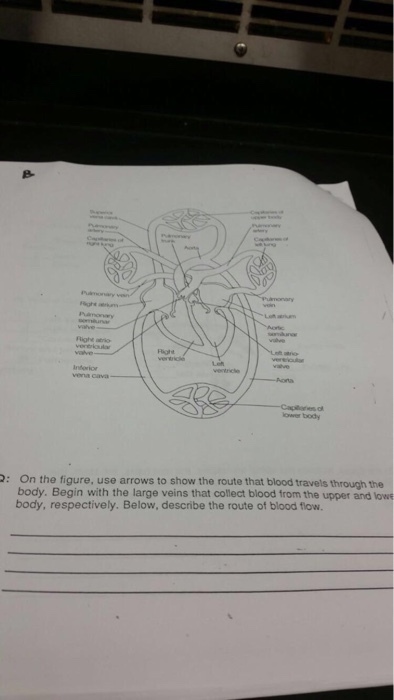 On the figure, use arrows to show the route that b