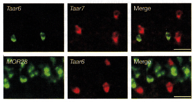 Taar6 Taar7 Merge MOR28 Taar6 Merge