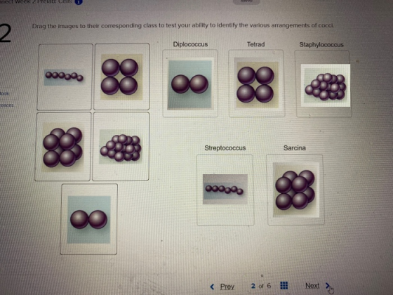 nect week 4. Prelab: Cells Drag the images to their corresponding class to test your ability to identify the various arrangem