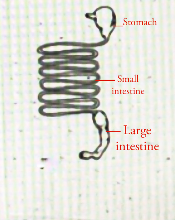 Stomach Small intestine Large intestine 1. TAMAA TI 11 TI VIL INI