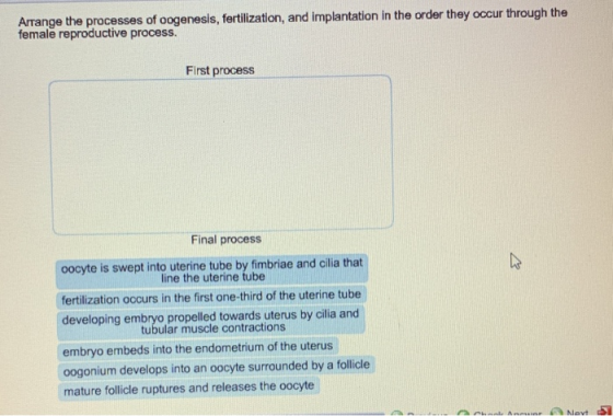 Arrange the processes of oogenesis, fertilization, and implantation in the order they occur through the female reproductive p