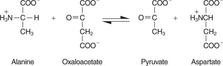COOCOO HN-C-H + O= C CH2 COO COO + HINCH CH3 CH3 CH2 COO coo Alanine Oxaloacetate Pyruvate Aspartate