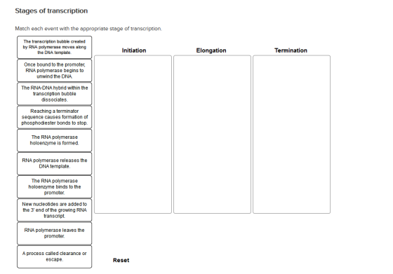 Stages of transcription Match each event with the