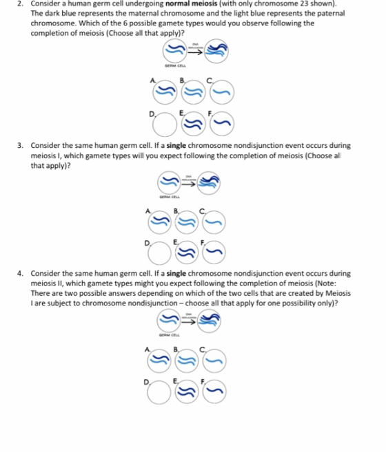 Consider a human germ cell undergoing normal meiosis (with only chromosome 23 shown). The dark blue represents the maternal c