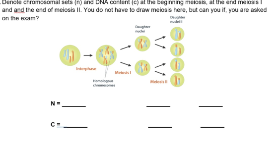 Denote chromosomal sets (n) and DNA Content (C) at the beginning meiosis, at the end meiosis l and and the end of meiosis ll. You do not have to draw meiosis here, but can you if, you are asked Daughter on the exam? nuclei Daughter nuclei Interphase Meiosis I Homologous Meiosis II chromosomes