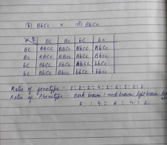(1) ВЬСе х d) Bь се х? Вс 1 ве | bc | be BC | BB cc BBC. Bbcc JBL сс BBce [BBcc |вьсавьса be Bbcc |вьс.. | Ab cc | БЫС bc I B