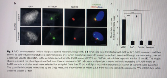 GFP -Tubulin GM130 -Tubulid GM130/ONA 0515V 1.5 min Microtubule numbers nomalized by Golgi mass S605del GFP PolD1 0515V S605d