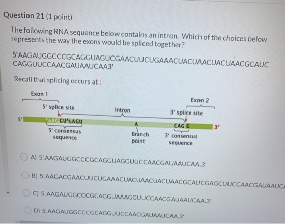 Question 21 (1 point) The following RNA sequence below contains an intron. Which of the choices below represents the way the