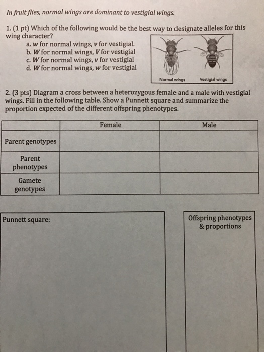 In fruit flies, normal wings are dominant to vestigial wings. 1. (1 pt Which of the following would be the best way to designate alleles for this wing character? a. w for normal wings, v for vestigial. b. W for normal wings, vfor vestigial c. W for normal wings, v for vestigial d. W for normal wings, w for vestigial Vestigial wings Normal wings 2. (3 pts) Diagram a cross between a heterozygous female and a male with vestigial wings. Fill in the following table. Show a Punnett square and summarize the proportion expected of the different offspring phenotypes. Female Male Parent genotypes Parent phenotypes Gamete genotypes offspring phenotypes Punnett square: & proportions