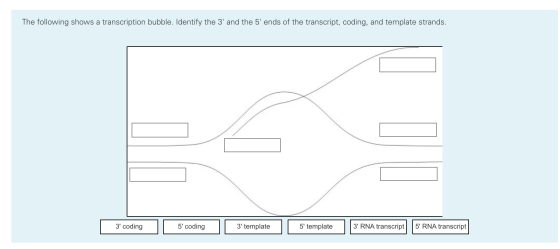 The following shows a transcription bubble. Identify the 3 and the 5 ends of the transcript, coding, and template strands.