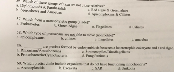 36. Which of these groups of taxa are not close-relatives? a. Diplomonads & Parabasalids c. Red algae & Green algae b. Spiroc