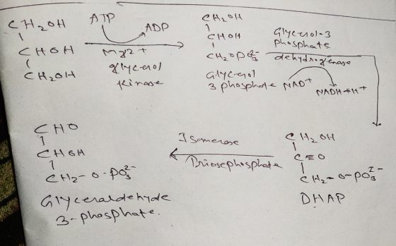 CH, OH ATP ADD CHOH Mg2t glycerol kinase CH₂OH CHolt Glycerol-3 phosphate CH₂opan dehydrogenase Glycool 3 phosphate NAOT NAD1
