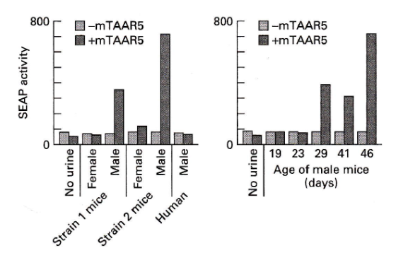 800 800 D-mTAAR5 +mTAAR5 -mTAAR5 +m TAAR5 SEAP activity LLLLLLL No urine emale Male Female Male Male No urine 19 23 29 41 46