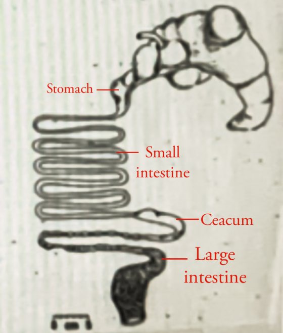Stomach Small intestine Ceacum Large intestine