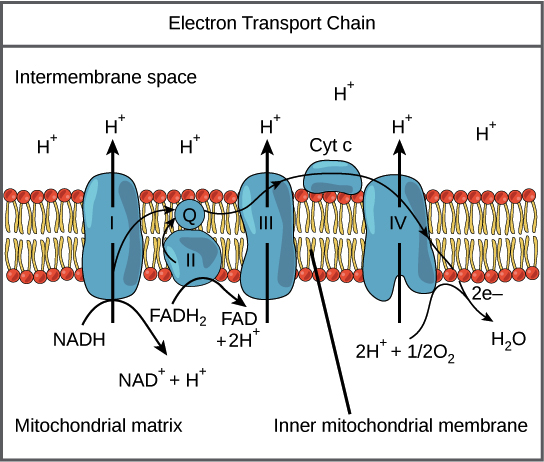 Electron Transport Chain Intermembrane space H* * À Cytc H 20000 XXXXX) i 200000 III non IV IMMUNO NADH FADH2 FAD +2H NAD + H