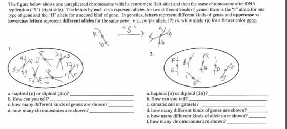 The figure below shows one unreplicated chromosome with its centromere (left side) and then the same chromosome after DNA replication S) (right side). The letters by each dash represent alleles for two different kinds of genes: there is the r allele for one type of gene and the H allele for a second kind of gene. In genetics, letters represent different kinds of genes and uppercase vs lowercase letters represent different alleles for the same gene: e.g., purple allele (P) vs. white allele (p) for a flower color gene a. haploid (n) or diploid (2n)? b. a. haploid (n) or diploid (2n)? b. How can you tell? c. how many different kinds of genes a d. how many chromosomes are shown? How can you tell? c. somatic cell or gamete? d, how many different kinds of genes are shown? e. how many different kinds of alleles are shown? f how many chromosomes are shown? re shown?