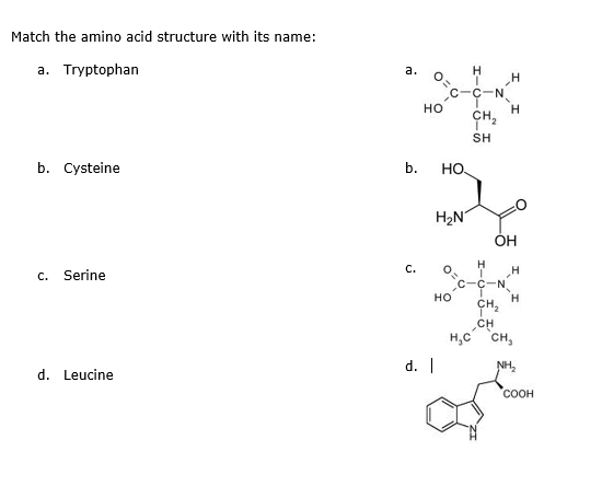 Match the amino acid structure with its name: а. О a. Tryptophan С-С-N HO CH SH b. HO b. Cysteine H2N OH c. Serine ,С-С-N но сн CH H.C CH d. d. Leucine соон