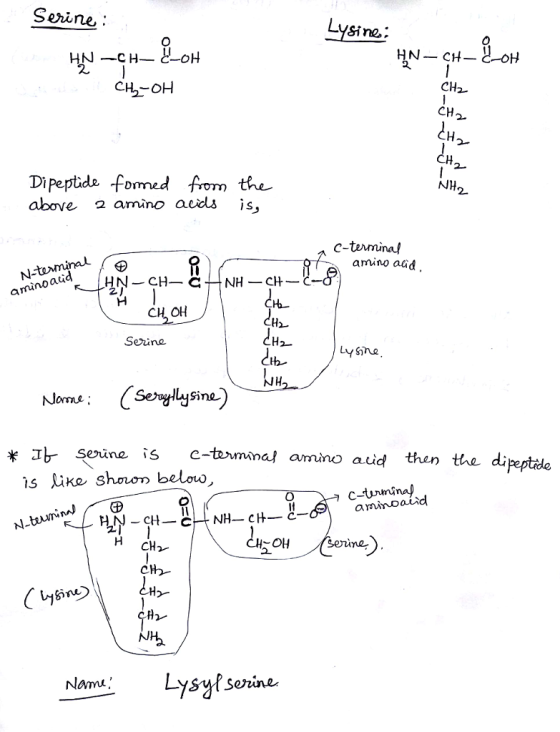 Serine: Sine. CH2- CH Dipeptide fored from the above 2 amino aidls is NH 2 с-tomina/ arino aud noaua aru CH OH Serine Jams (Seyi Sine bserine is c-texmanal amino atid then tthe dipeptidle auu is lire sharon be ou arinoaiid OH senina CH Nomu Lysuyfserine-