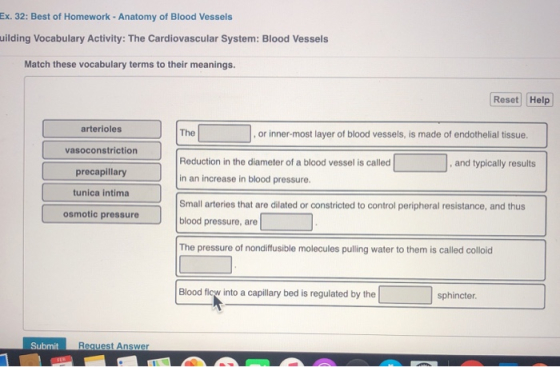 Ex. 32: Best of Homework - Anatomy of Blood Vessels uilding Vocabulary Activity: The Cardiovascular System: Blood Vessels Mat