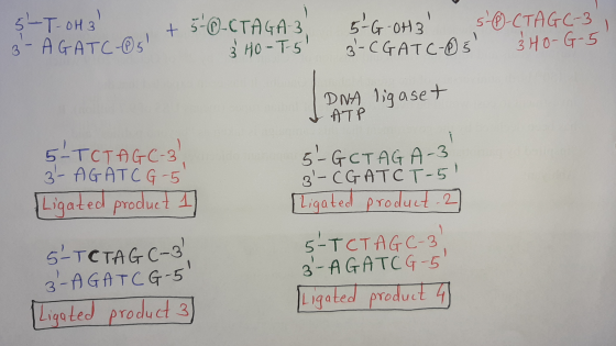 5-T-OH 3 + 5-6-CTAGA-3 3- AGATC-5 T 3 Ho-T5 5.G-OH3 5--CTAGC-3 B-CGATC-05 340-G-5 DNA ligaset I ATP 5-TCT AGC-3, 3- AGATCG-5