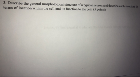3. Describe the general morphological structure of a typical neuron and describe each structure in terms of location within t