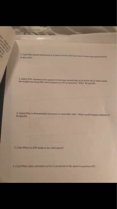 2. (1pt) Why would mitochondria in heart muscle cells have more cristae than mitochondria in skin cells? 3. (2pts) If H channels were opened in the inner membrane, as in brown fat or the weight-Joss drug DNP, what happens to ATP production? Why? Be specific (2pts) Why is fermentation necessary in anaeroblc cells? What would happen without it? Be specífic 5. (1pt) Where is ATP made in the chloroplast? 6. (1pt) What other activated carrier is produced in the space in question 85