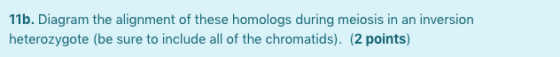 11b. Diagram the alignment of these homologs during meiosis in an inversion heterozygote (be sure to include all of the chrom
