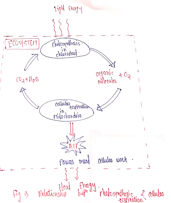 Light Energy Ecosysten Photosynthesis. chweoplast eganie of O2 . (02+H₂O molecules cellulas, capization tespigate w mitochond